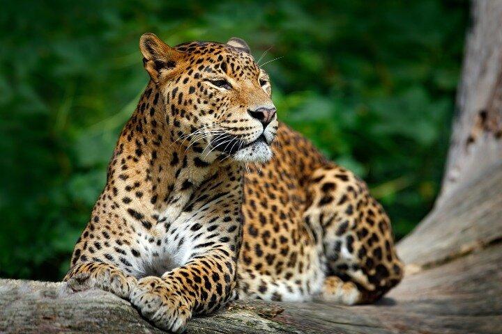 Yala National Park Half Day / Full Day Special Safari Tours