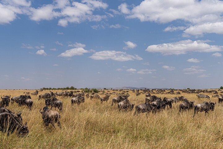 4 Days Masai Mara Adventure Safari Shared Tour from Nairobi