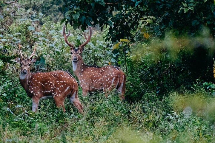 Udawalawe National Park | Half day - Safari tour