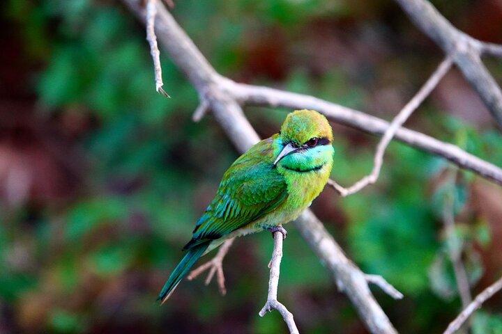 Udawalawe National Park | Half day - Safari tour