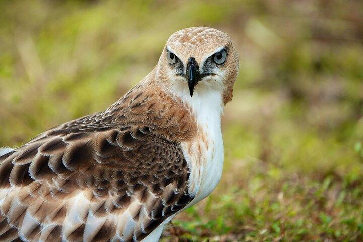 Udawalawe National Park | Half day - Safari tour