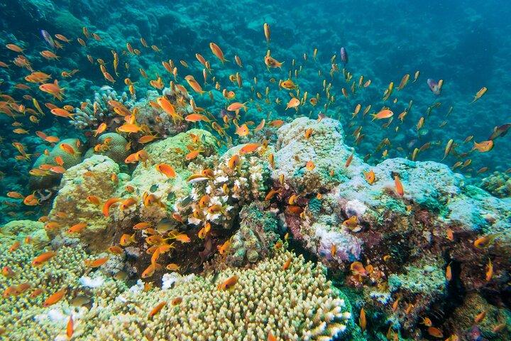 Coral Island Banana Beach Snorkeling and Clear Kayak Tour