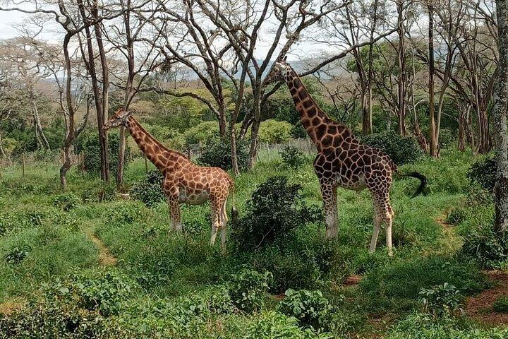 Day tour to Karen Blixen, Beads Factory & Giraffe Center