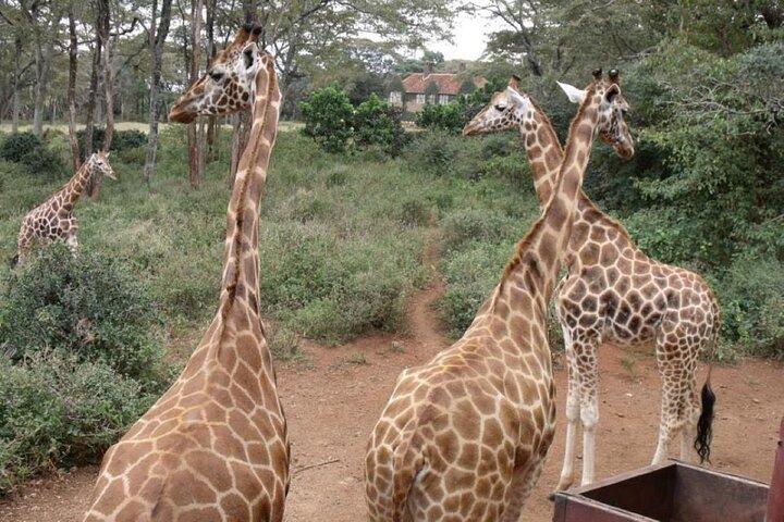 Day tour to Karen Blixen, Beads Factory & Giraffe Center