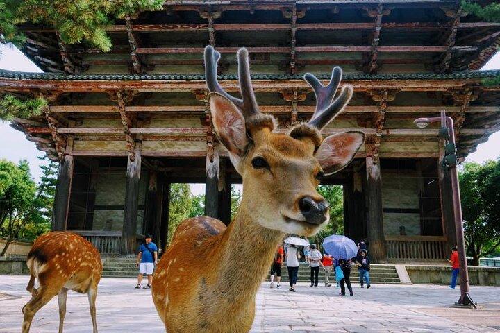 Kyoto & Nara Private Tour from Osaka Kyoto Hotel Pick-up
