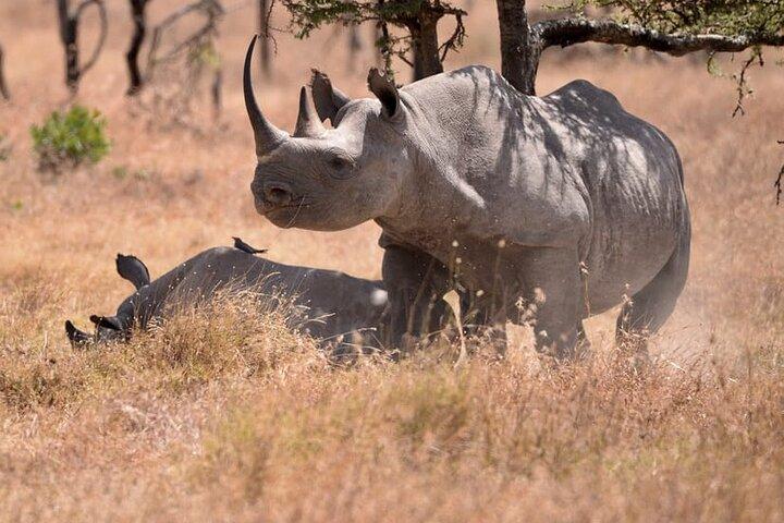 Private Day Tour to Ol Pejeta Conservancy from Nairobi