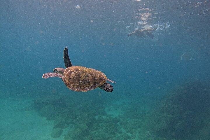 From Abu Dhabi: Snorkeling with turtles in Fujairah