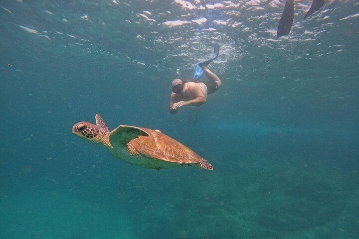 Private Snorkeling with turtles in Fujairah