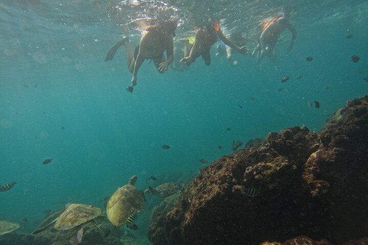 Snorkeling with turtles in Fujairah with Transfer