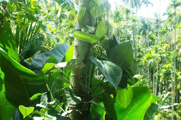Old Goa Churches, Temples & Spice Plantation With "Goan" Lunch