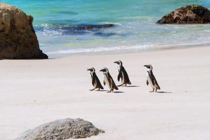 Cape town ,Experience the Six Wonders in 3 Days inclusive prvt