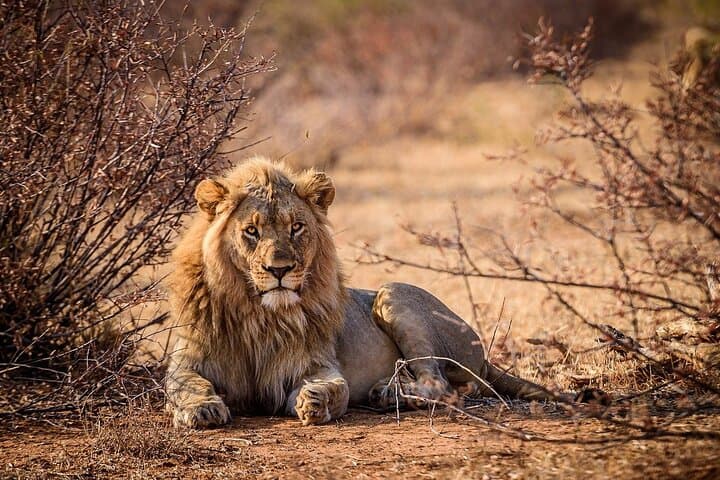 Big5 Wildlife Game Reserve Safari with wine tasting Transport