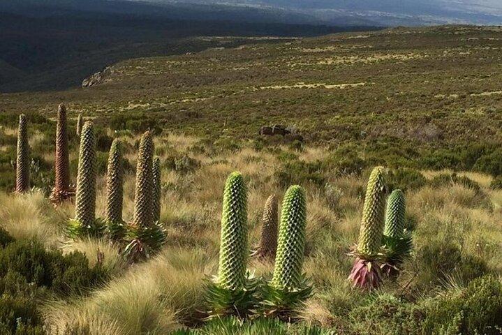 Private Day Tour to Mount Kenya from Nairobi