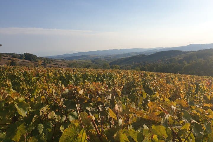 Half Day Private Beaujolais Wine Tour