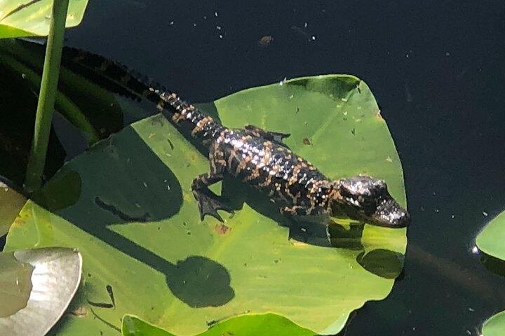 1 Hour Everglades Airboat Tour Orlando Florida