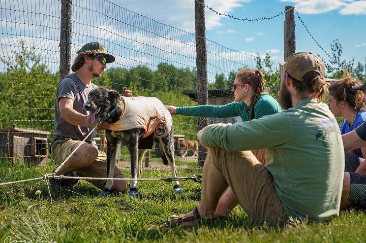 Sled Dog Kennel Tour