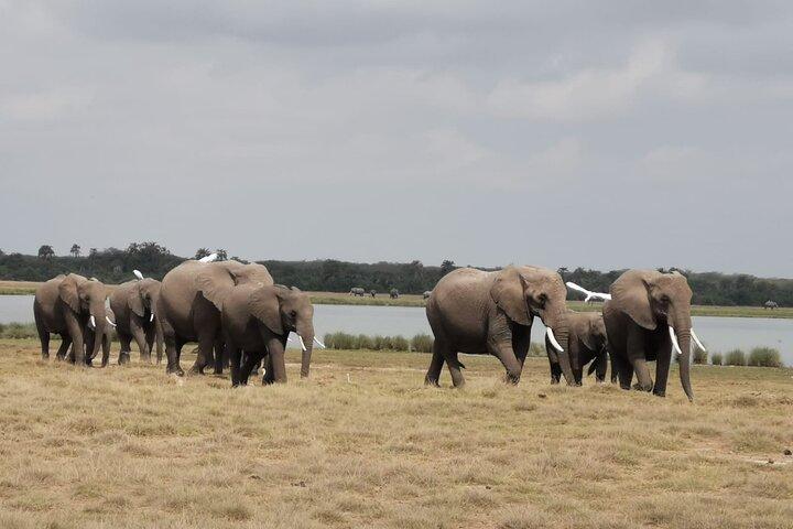 Amboseli National Park Day Trip With Masai Village Visit Tour