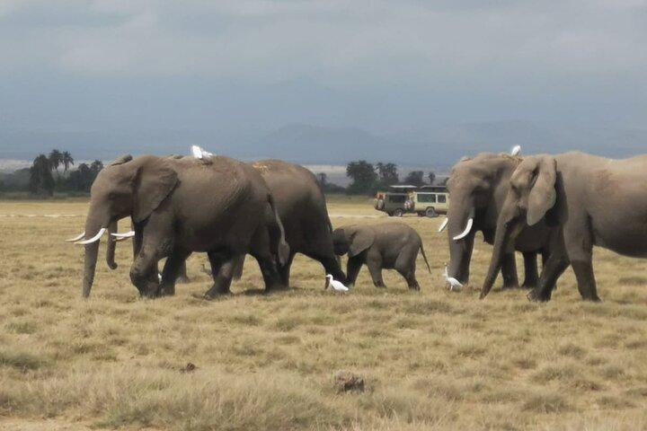 Amboseli National Park Day Trip With Masai Village Visit Tour
