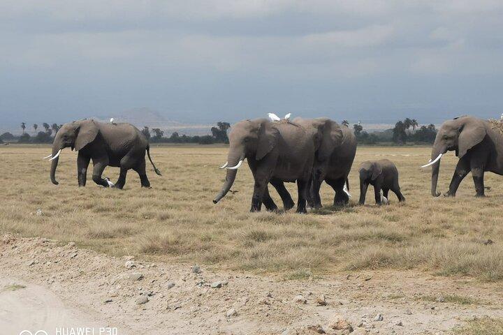 Amboseli National Park Day Trip With Masai Village Visit Tour