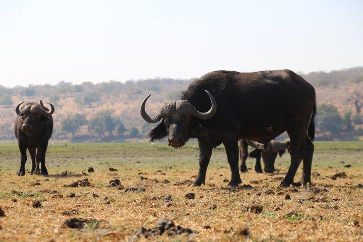 5 Day - Quadruple Package Zimbabwe, Zambia, Botswana & Namibia