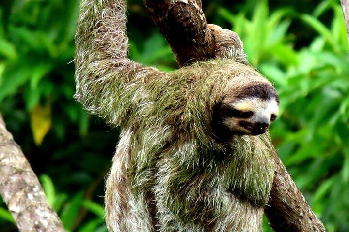 Zipline Adventure In The Rainforest