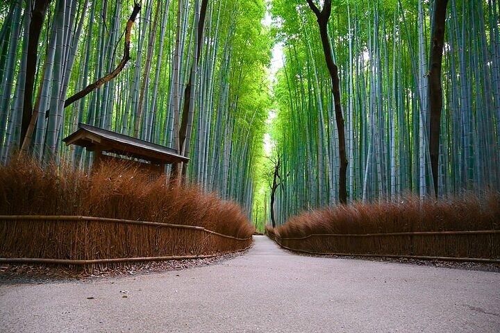 Kyoto Arashiyama: Fall Foliage Walking Tour【Autumn's limited】
