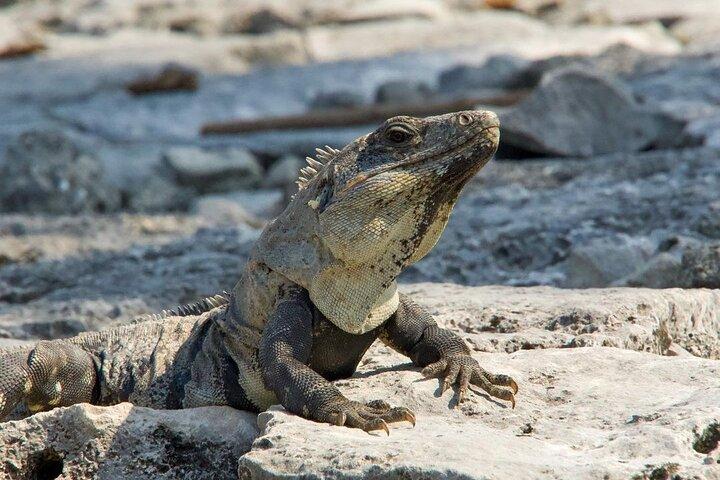 Tulum, Coba ruins and The Cenote 6 hours Private Tour