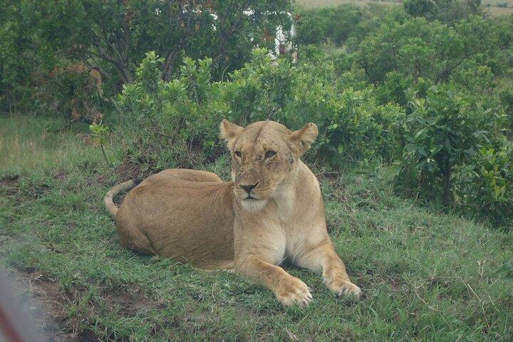 5 Days Budget Safari To Masai Mara, Lake Nakuru and Lake Naivasha
