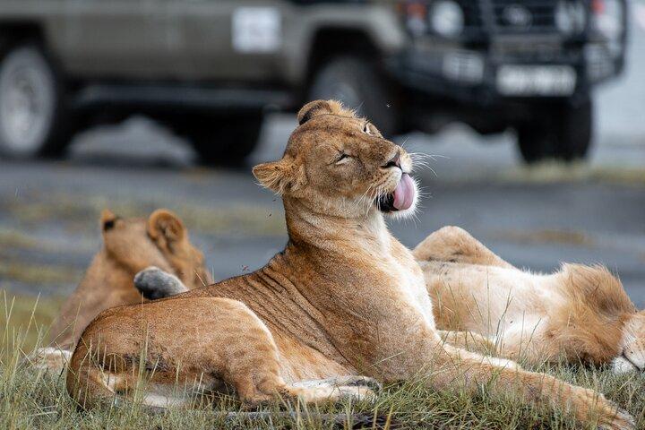 8 Day Spectacular Migration Serengeti mid -Range Tanzania Safari