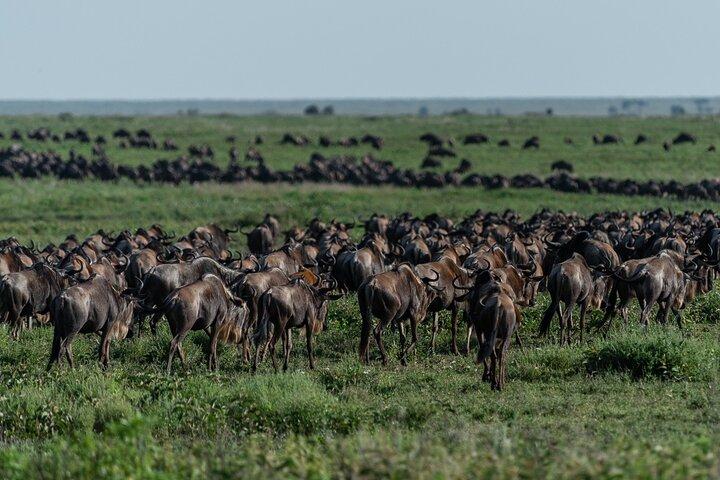 8 Day Spectacular Migration Serengeti mid -Range Tanzania Safari