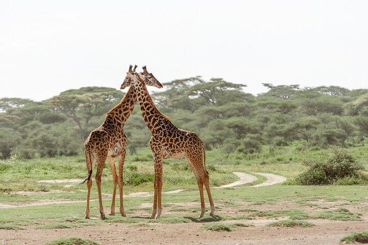 8 Day Spectacular Migration Serengeti mid -Range Tanzania Safari