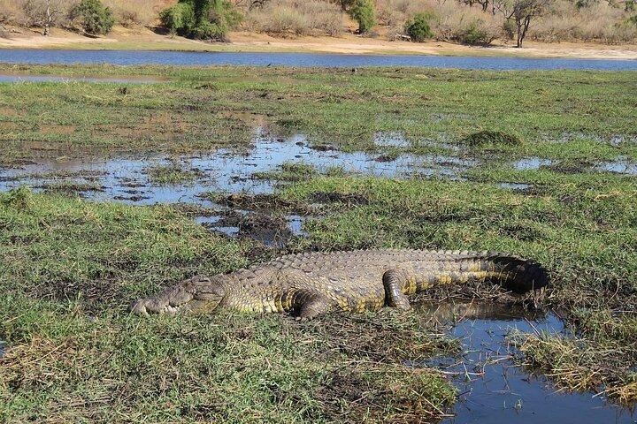 Full Day Safari Experience Chobe National Park in Botswana