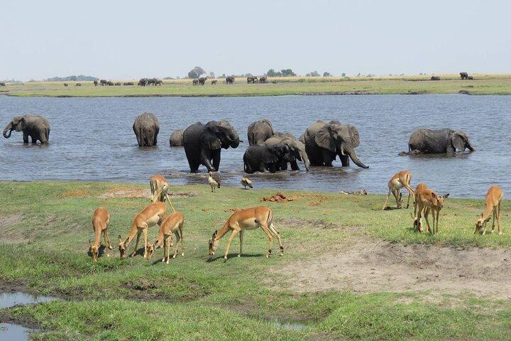 Full Day Safari Experience Chobe National Park in Botswana