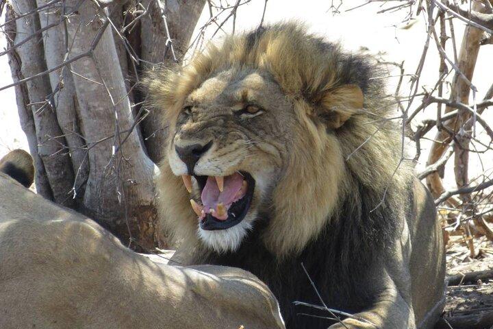 Full Day Safari Experience Chobe National Park in Botswana
