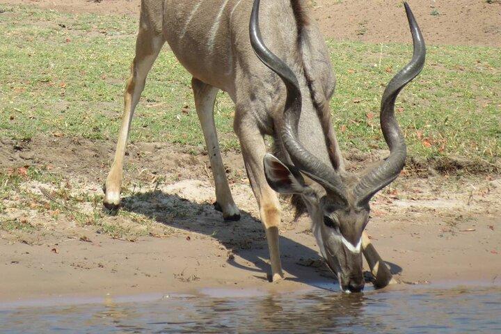 Full Day Safari Experience Chobe National Park in Botswana