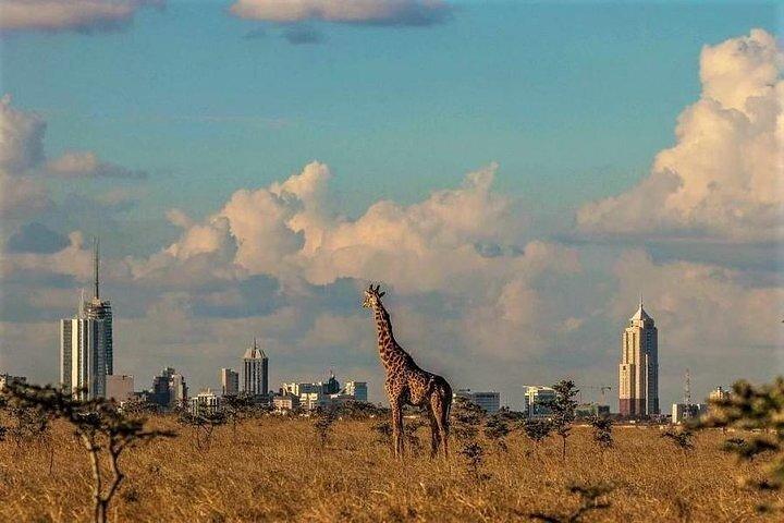 Giraffe Center and Nairobi National Park Tour