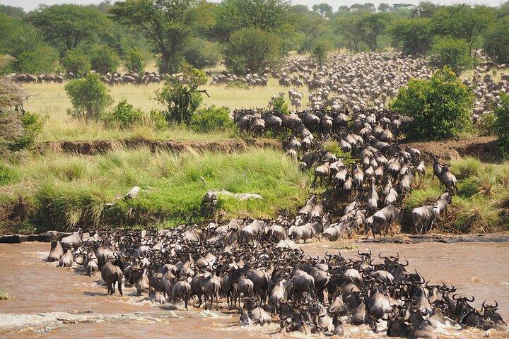 8 Day Spectacular Migration Serengeti mid -Range Tanzania Safari