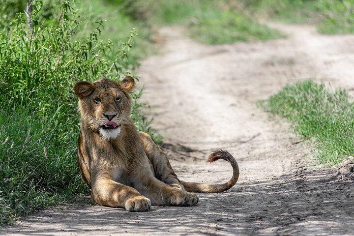 5-Day Highlights mid-Range Crater, Serengeti, Tarangire