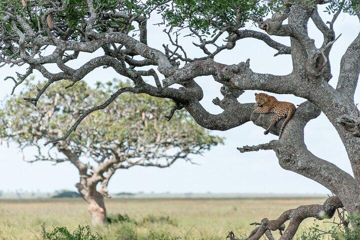 5-Day Highlights mid-Range Crater, Serengeti, Tarangire