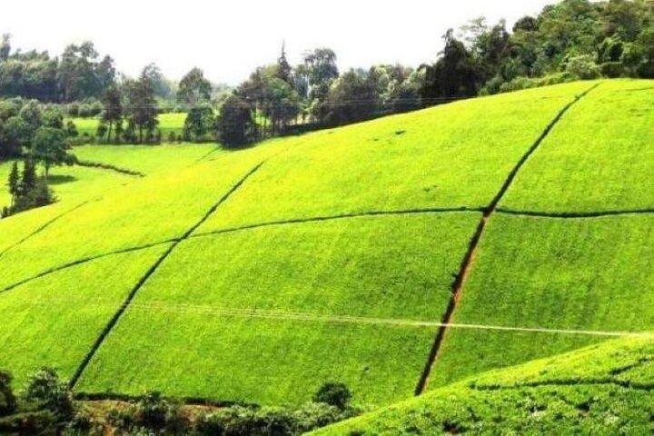 Day Tour to Kiambethu Tea Farm