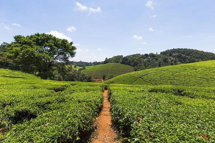 Day Tour to Kiambethu Tea Farm