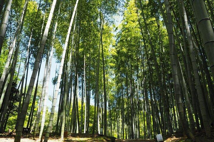 【Fushimi inari shrine】A local born in Kyoto shares the secret path away tourists