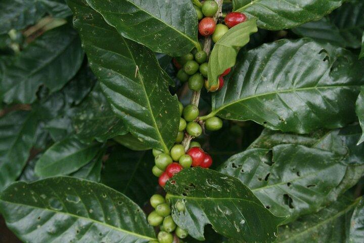 Costa Rican Coffee, Chocolate and Sugar Cane Activity