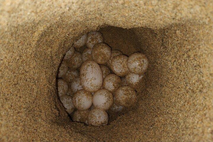 Turtle Night Patrol a Conservation Adventure in Los Cabos