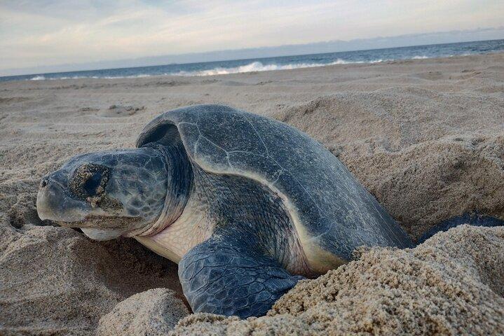 Turtle Night Patrol a Conservation Adventure in Los Cabos