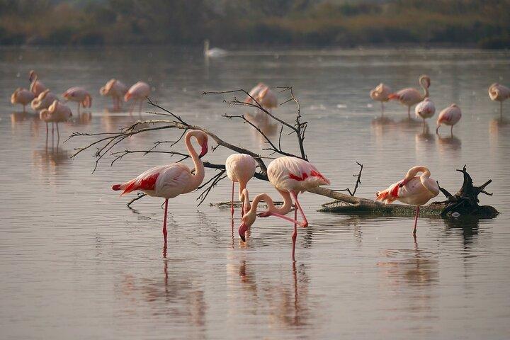 Tour To Lake Nakuru Park with Optional boat ride on Lake Naivasha