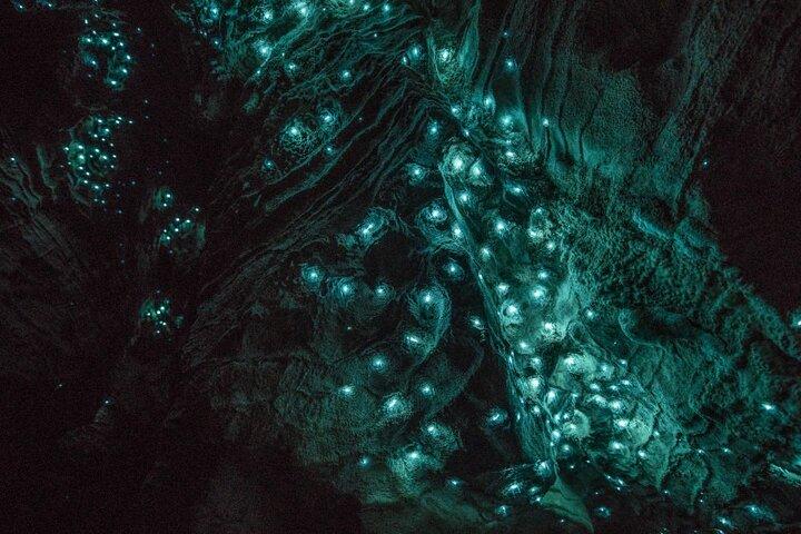 Glowworm Caves & Hamilton Gardens Day Tour from Auckland