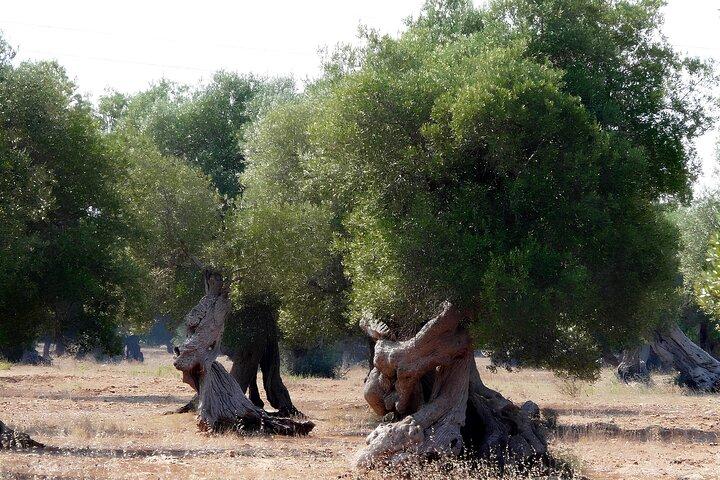 Puglia Olive Oil Tasting Experience with Olive Grove Walk