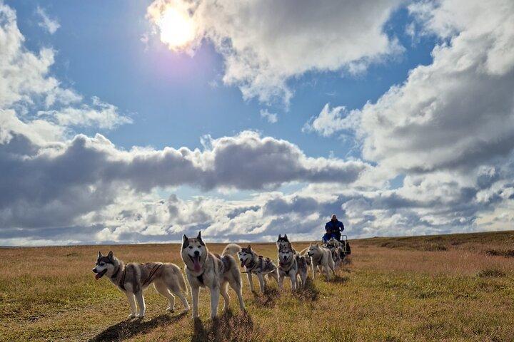 Dog Sledding and Mushing Experience by Siberian Husky in Iceland