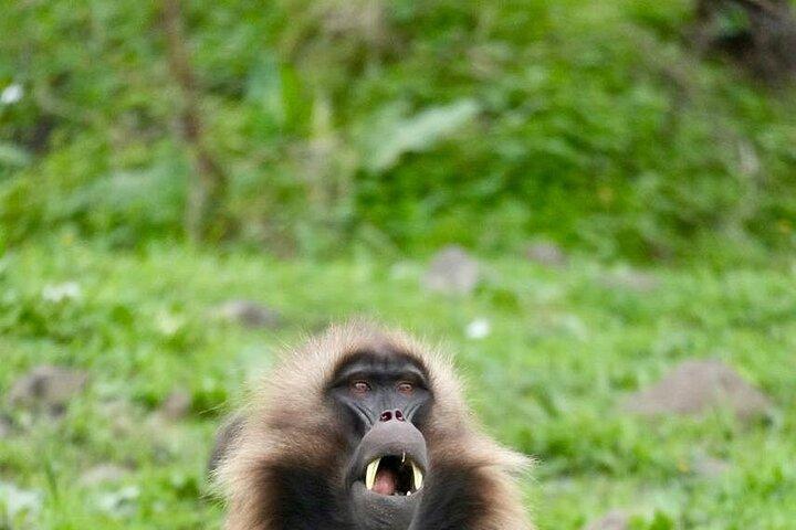 Debre Libanos, Portuguese Bridge & Gelada Baboons Day Tour